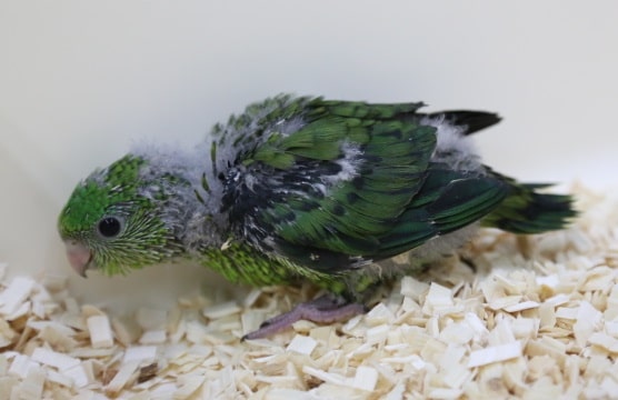 サザナミインコ