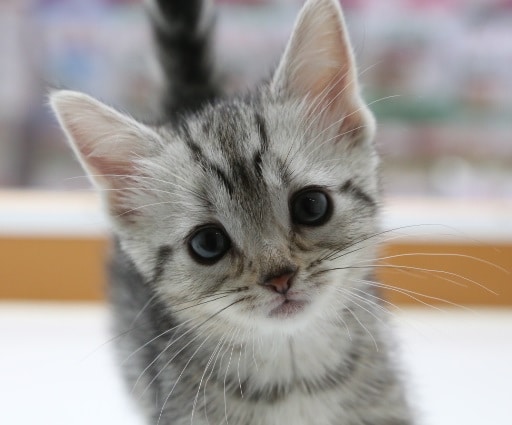 アメリカンショートヘア