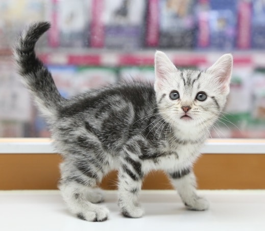 アメリカンショートヘア