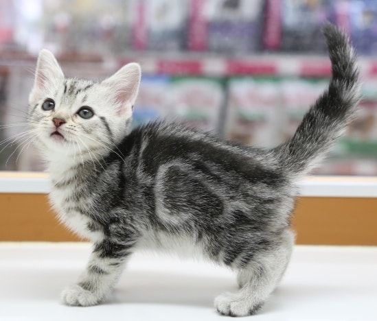 アメリカンショートヘア