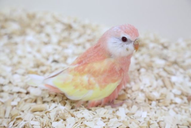アキクサインコ（秋草インコ）