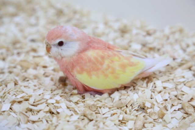 アキクサインコ（秋草インコ）
