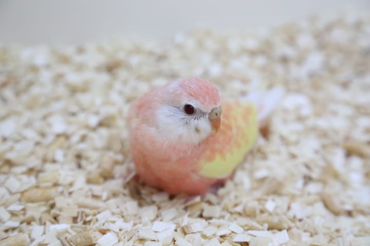 アキクサインコ（秋草インコ）