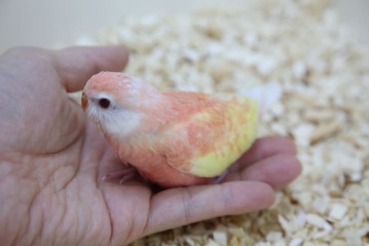 アキクサインコ（秋草インコ）