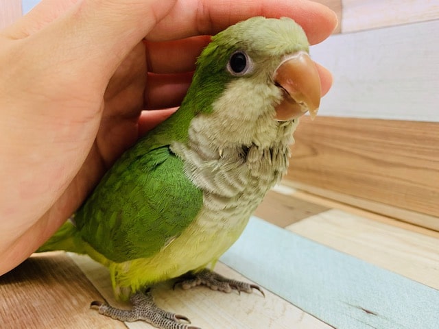 オキナインコ