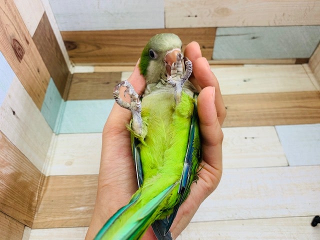 オキナインコ