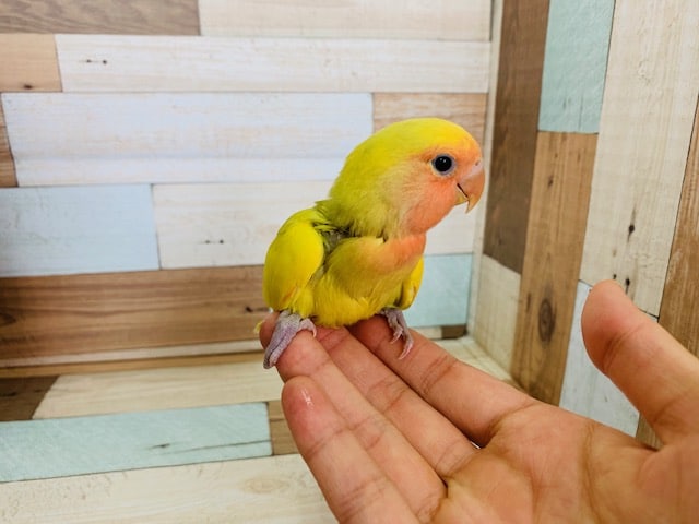 コザクラインコ（小桜インコ）
