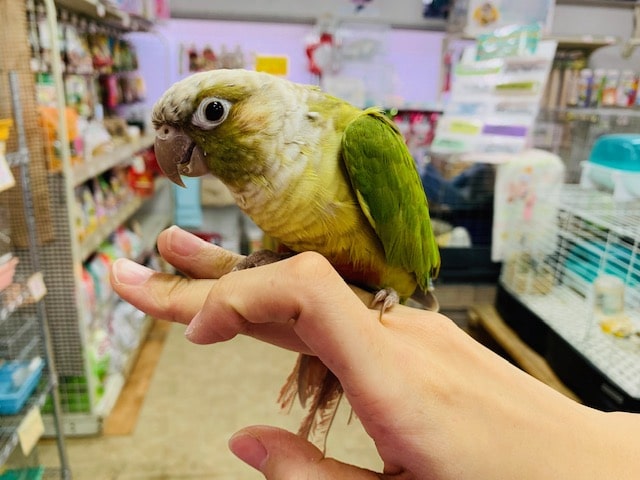 ホオミドリウロコインコ