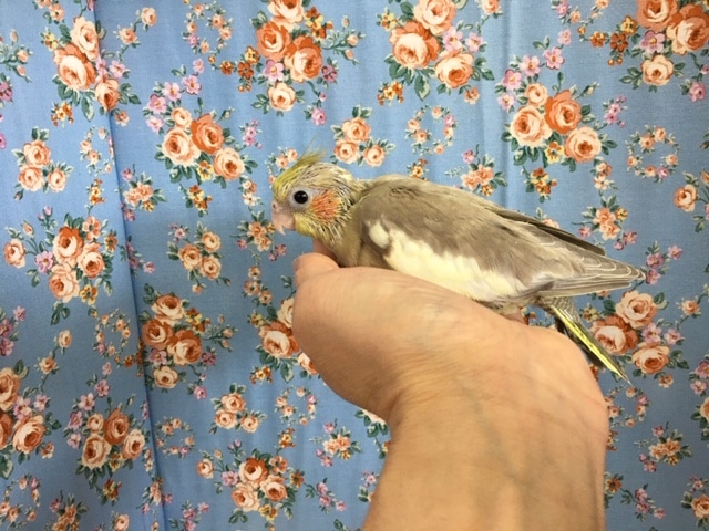 オカメインコ