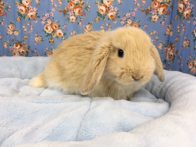 ロップイヤーラビット