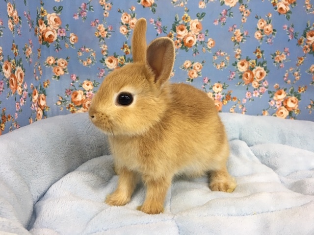 ネザーランドドワーフ