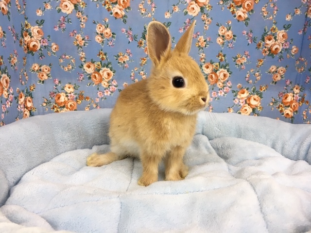 ネザーランドドワーフ