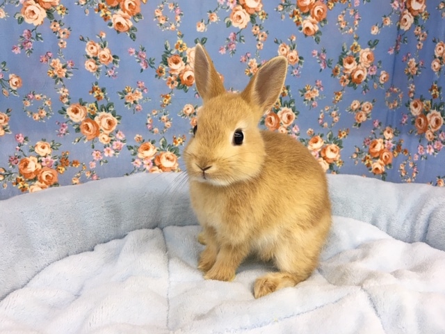 ネザーランドドワーフ