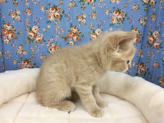 ブリティッシュショートヘア