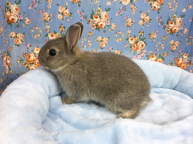 ネザーランドドワーフ