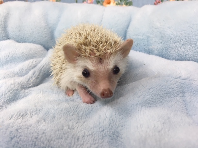 ハリネズミ（ヨツユビハリネズミ）