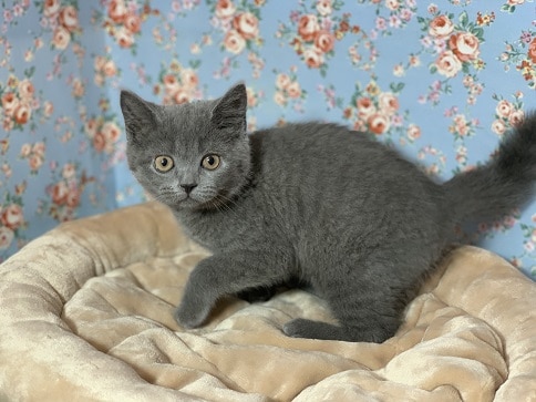 ブリティッシュショートヘア