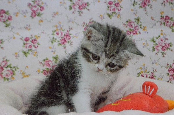 アメリカンショートヘア