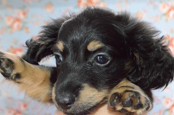 ミニチュアダックス