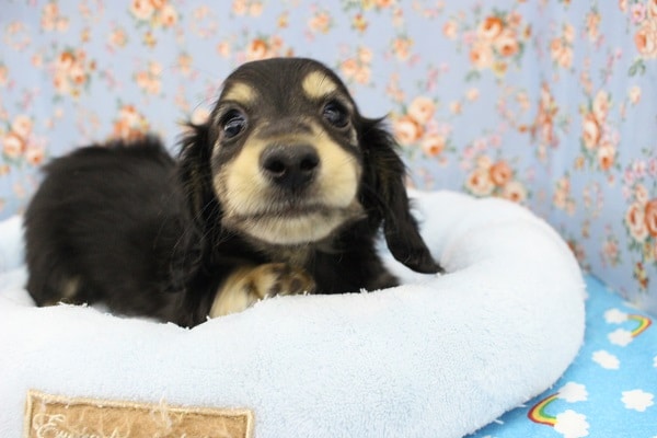 ミニチュアダックス