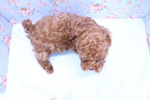 トイプードル