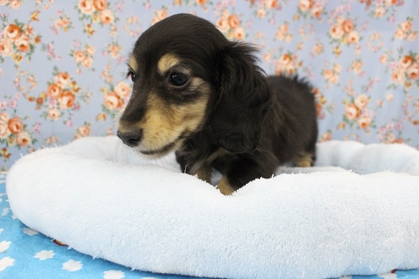 ミニチュアダックス