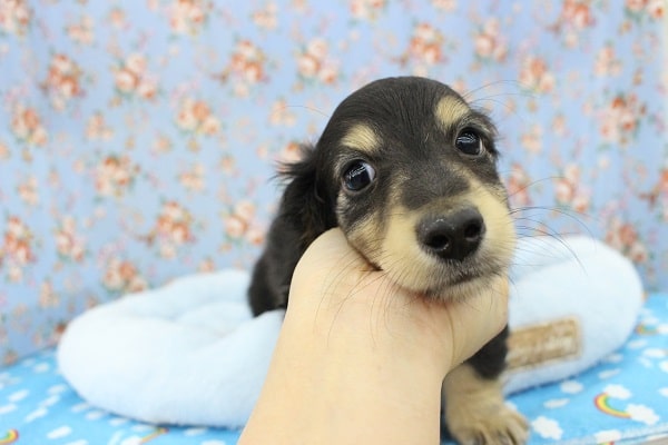 ミニチュアダックス