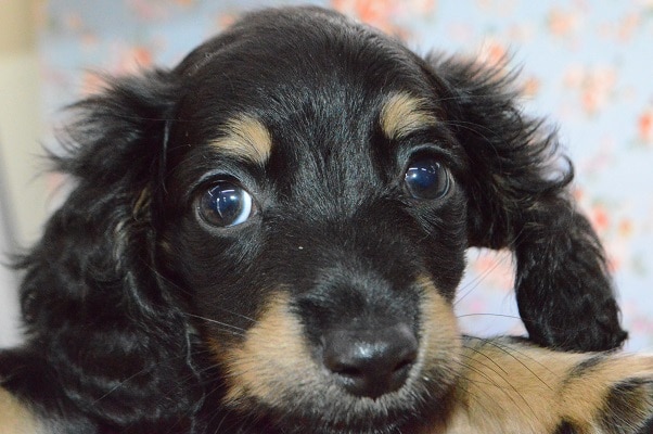 ミニチュアダックス