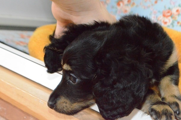 ミニチュアダックス