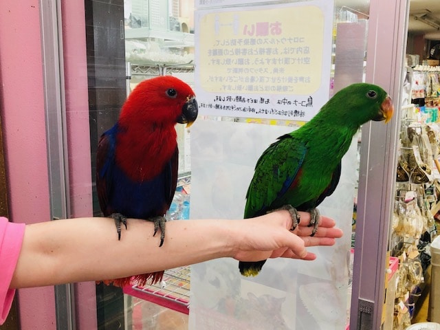 オオハナインコ