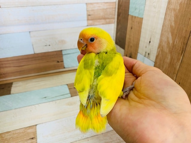 コザクラインコ（小桜インコ）