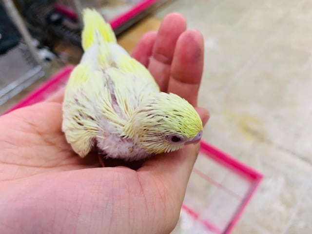 セキセイインコ