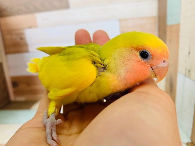 コザクラインコ（小桜インコ）