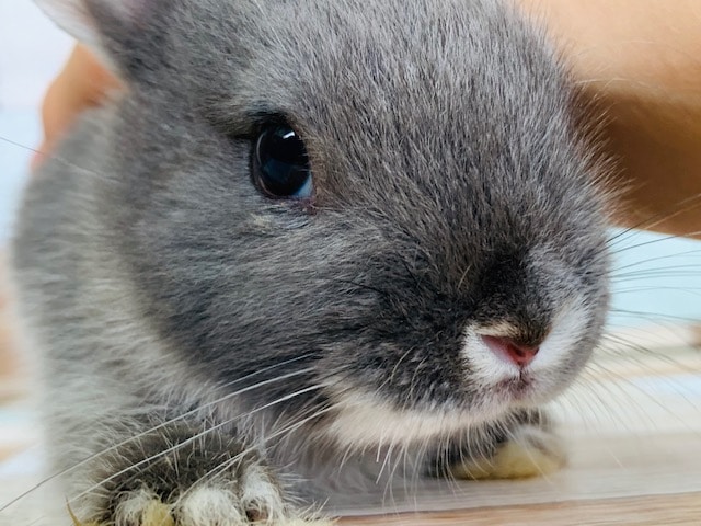 まったりなドワーフラビットさん! ドワーフラビット