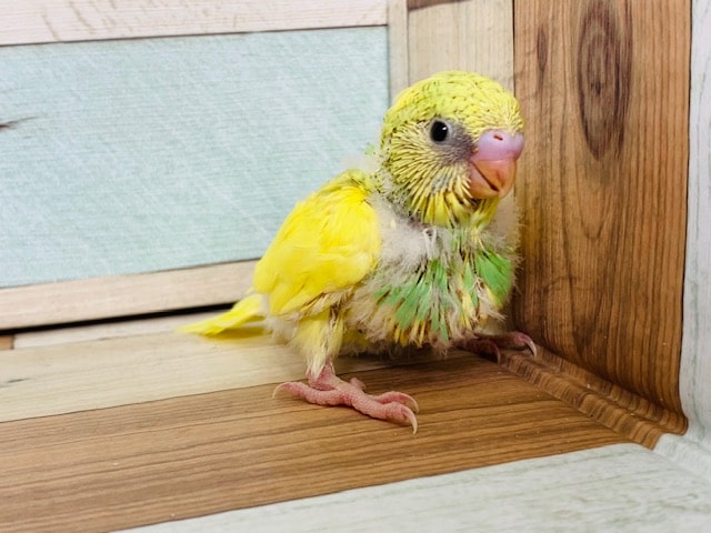 セキセイインコ