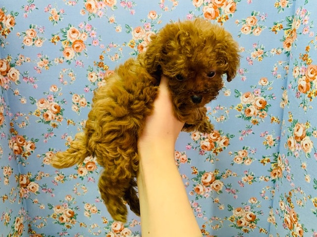トイプードル