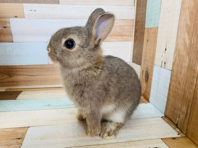 ドワーフラビット