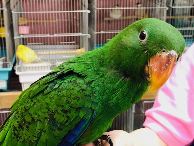 オオハナインコ