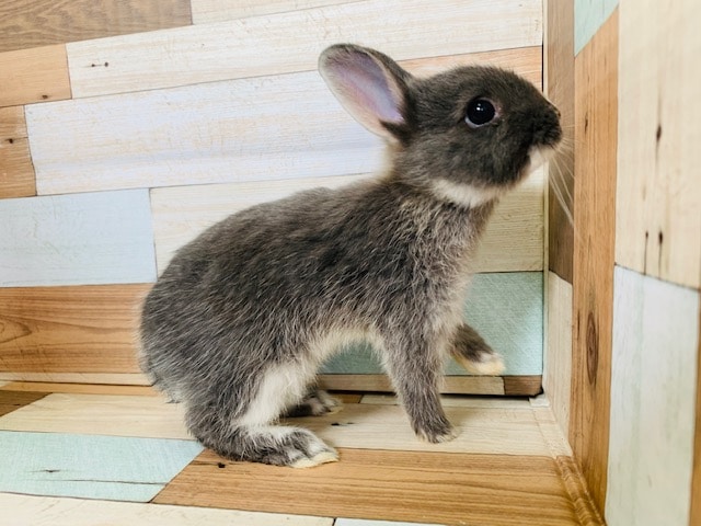 ドワーフラビット