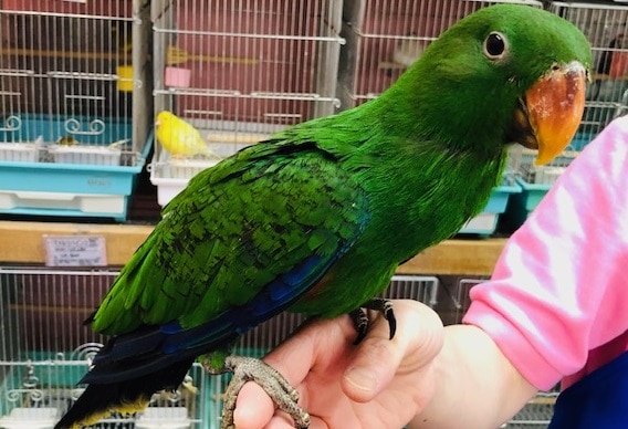 オオハナインコ