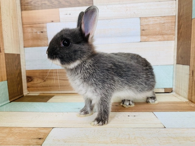 ドワーフラビット