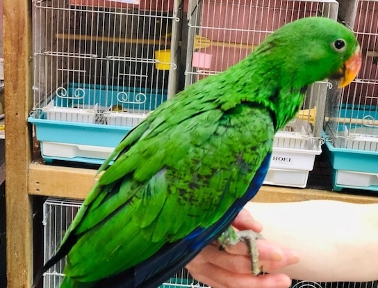 オオハナインコ