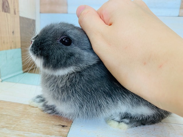 ドワーフラビット