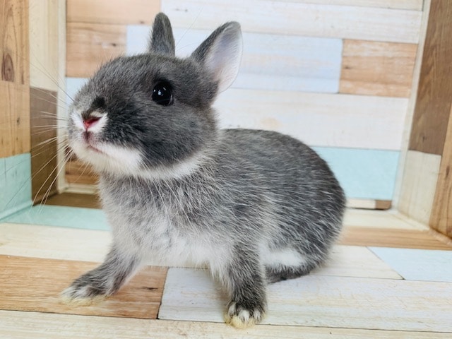 ドワーフラビット