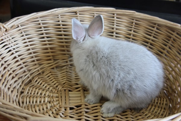 ネザーランドドワーフ