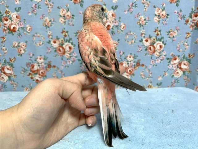 アキクサインコ（秋草インコ）