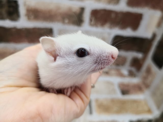 画像更新!!再来!!!ホワイトシマリス♪ ホワイトシマリス