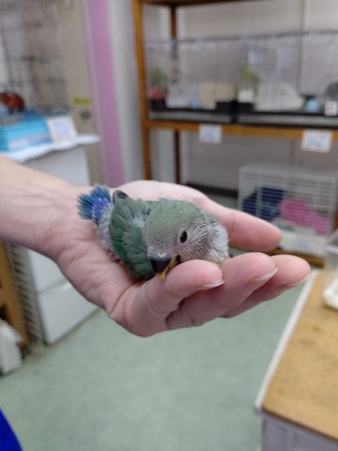 コザクラインコ（小桜インコ）