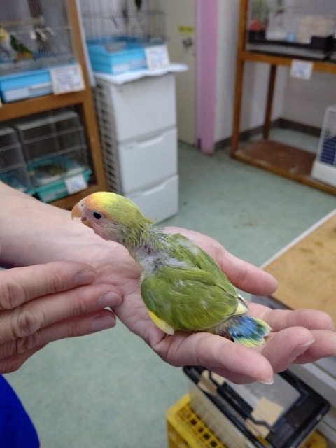 コザクラインコ（小桜インコ）