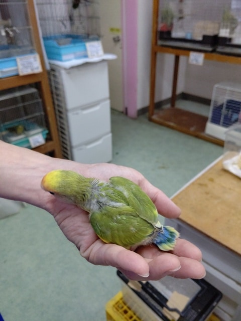 コザクラインコ（小桜インコ）